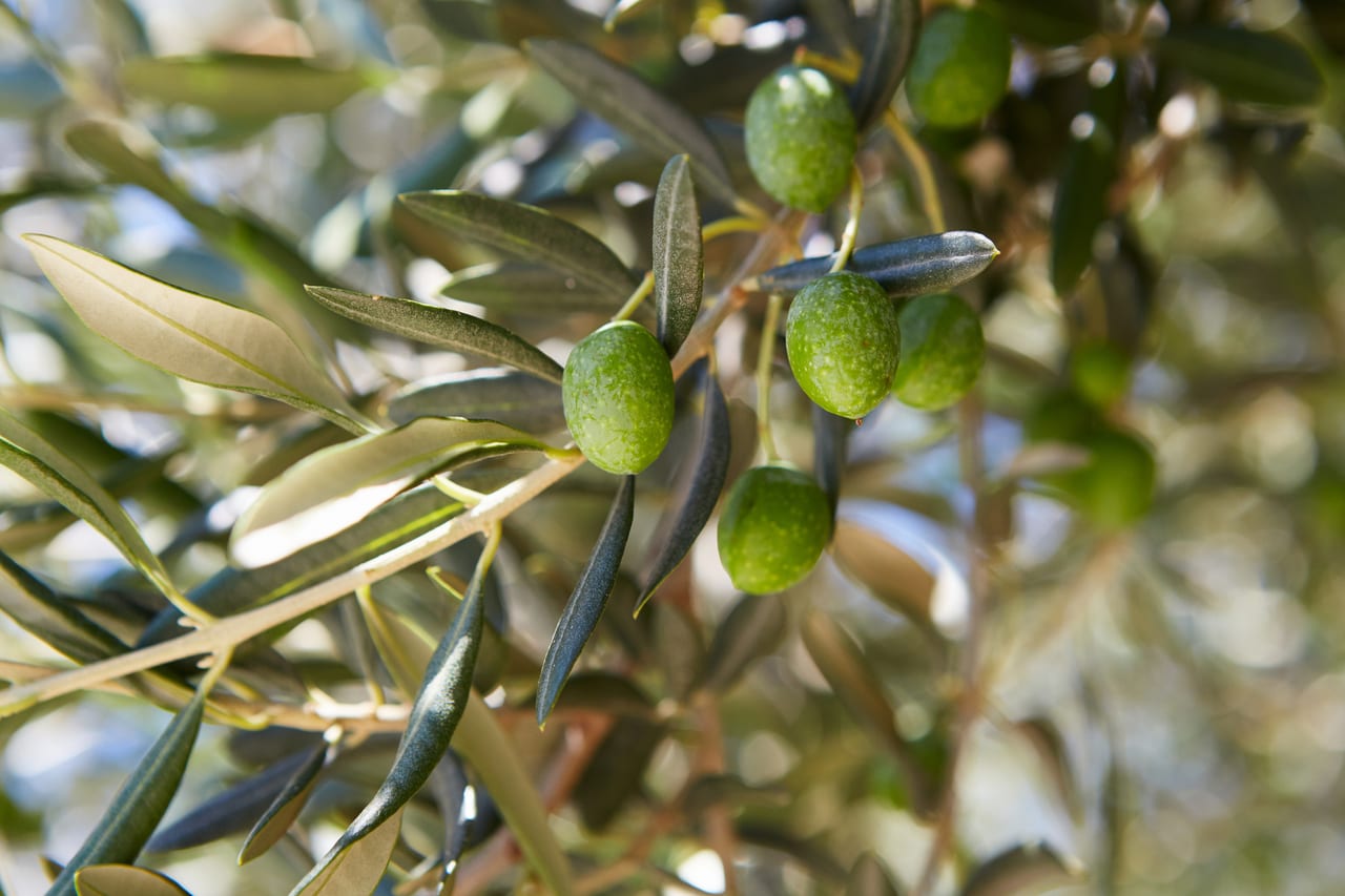 Sunlight through the leaves of an olive grove